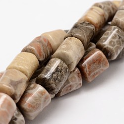 Column Natural Fossil Coral Beads Strands, 13x10mm, Hole: 1mm, about 31~32pcs/strand, 15.63 inch(G-K070-02)