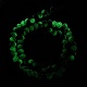 Natural Ruby in Zoisite Beads Strands(G-I308-06)-4