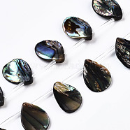 Natural Paua Shell/Abalone Shell Beads Strands, Top Drilled Beads, Teardrop, 20x15x4mm, Hole: 0.9mm, about 20pcs/strand, 15.75 inch(40cm)(SSHEL-Q312-001)