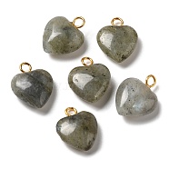 Natural Labradorite Pendants, Heart Charms with Golden Plated Brass Loops, 15~15.5x12~12.5x4.5~5.5mm, Hole: 2mm(G-E603-01G-08)