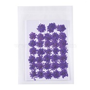 Pressed Dried Flowers, for Cellphone, Photo Frame, Scrapbooking DIY Handmade Craft, Dark Violet, 15~20x13~19mm, 100pcs/bag(DIY-K032-58F)