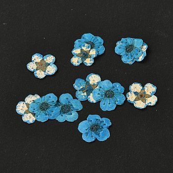 Narcissus Embossing Dried Flowers, for Cellphone, Photo Frame, Scrapbooking DIY Handmade Craft, Deep Sky Blue, 7mm, 20pcs/box