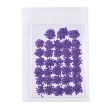 Pressed Dried Flowers, for Cellphone, Photo Frame, Scrapbooking DIY Handmade Craft, Dark Violet, 15~20x13~19mm, 100pcs/bag