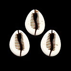Spray Painted Opaque Acrylic Beads, Imitation Shell, Shell Shape, Floral White, 18x13x4.5mm, about 735pcs/500g(ACRP-F003-01A)