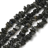 Natural Labradorite Chip Bead Strands, 5~8x5~8mm, Hole: 1mm, about 31.5 inch(G-M205-57A)