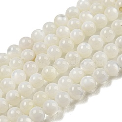 Natural Freshwater Shell Beads Strands, Round, 3mm, Hole: 0.6~0.8mm, about 126pcs/strand, 14.96''(38cm)(BSHE-Z005-02)