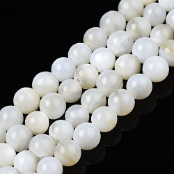 Natural Freshwater Shell Beads Strands, Dyed, Round, Ghost White, 2.5mm, Hole: 0.5mm, about 122~136pcs/strand, 14.57 inch~15.63 inch(37cm~39.7cm)(BSHE-T009A-01A)