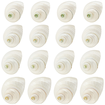Elite Natural Spiral Shell Beads, No Hole, Antique White, 21~29x21~29x17~25mm, 16pcs/box