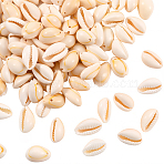 100Pcs Natural Cowrie Shell Beads, Seashell Color, 10~16x10~11x6~9mm, Hole: 2mm(BSHE-LT0001-03A)