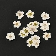 Narcissus Embossing Dried Flowers, for Cellphone, Photo Frame, Scrapbooking DIY Handmade Craft, Beige, 7mm, 20pcs/box(DIY-K032-60F)