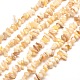 Natural Freshwater Shell Chip Bead Strands(G-M205-20)-1