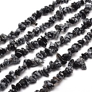 Snowflake Obsidian Chip Bead Strands, 5~8x5~8mm, Hole: 1mm, about 31.5 inch(G-M205-23)