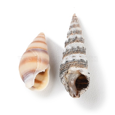 Natural Conch Shell(BSHE-Z003-43)-3