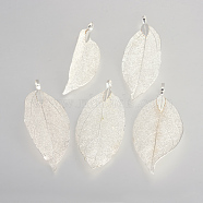 Electroplated Natural Leaf Big Pendants, with Iron Findings, Silver Plated, 50~80x20~35x1mm, Hole: 3x6mm(X-IFIN-Q119-03A)