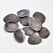 Dyed Natural Shell Beads, Black, 32~37x20~29x8~10mm, Hole: 1mm, about 30~40pcs/box(BSHE-JP0001-01)