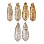 Natural Fossil Coral Pendants, Matching Charms, Teardrop Charms, 39~40x13~13.5x4~4.5mm, Hole: 1.2mm(G-B187-01C-01)