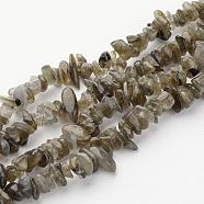 Natural Labradorite Chips Beads Strands, 5~8mm, Hole: 0.3mm, about 32~32.5 inch(X-F069)