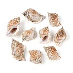 Electroplate Natural Sea Shell Big Pendants, Shell Shape Charms, with Brass Loops, Golden, Seashell Color, 49~65x34~43x24~32mm, Hole: 1.6~2mm(SSHEL-T018-01)