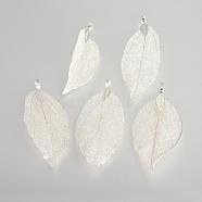 Electroplated Natural Leaf Big Pendants, with Iron Findings, Silver Plated, 50~80x20~35x1mm, Hole: 3x6mm(IFIN-Q119-03A)