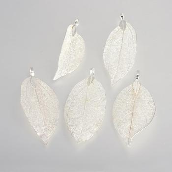 Electroplated Natural Leaf Big Pendants, with Iron Findings, Silver Plated, 50~80x20~35x1mm, Hole: 3x6mm