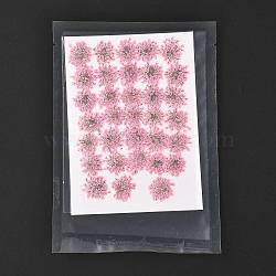 Pressed Dried Flowers, for Cellphone, Photo Frame, Scrapbooking DIY Handmade Craft, Pink, 15~20x13~19mm, 100pcs/bag(DIY-K032-58B)