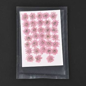 Pressed Dried Flowers, for Cellphone, Photo Frame, Scrapbooking DIY Handmade Craft, Pink, 15~20x13~19mm, 100pcs/bag