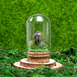 Glass Dome Cover with Natural Dragon Blood Mushroom Inside, Cloche Bell Jar Terrarium with Cork Base, Micro Landscape Garden Decoration Accessories, 30x55mm(BOHO-PW0001-085J)