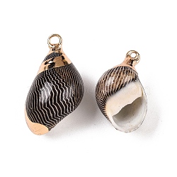 Natural Sea Shell Pendants, Shell Shaped Charms with Golden Tone Iron Loops, Black, 15~30x10~19x7~15.5mm, Hole: 1.4~2.5mm(SSHEL-N038-46)