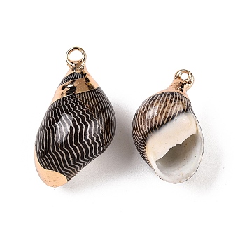 Natural Sea Shell Pendants, Shell Shaped Charms with Golden Tone Iron Loops, Black, 15~30x10~19x7~15.5mm, Hole: 1.4~2.5mm