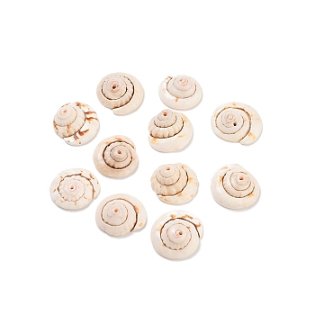 Natural Shiva Eye Shell Beads, Dyed, PeachPuff, Size: about 13~16mm long, 4~7mm thick, hole: 2mm, about 360pcs/500g