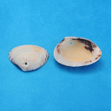 Natural Clam Shell Beads(BSHE-S114)-2