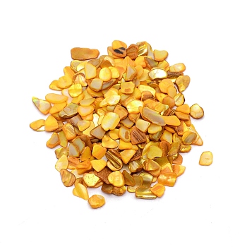 Natural Shell Beads, No Hole, Chip, Dyed, Goldenrod, 9~15x5.5~11x1.5~5mm, 240pcs/bag