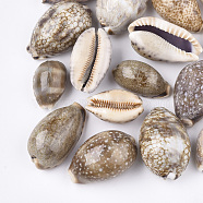 Cowrie Shell Beads, Undrilled/No Hole Beads, Camel, 33~50x20~32x16~28mm(SSHEL-S258-59A)
