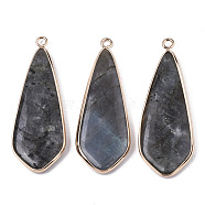 Natural Labradorite Pendants, with Light Gold Plated Brass Edge and Loop, Teardrop, 49x18x4.5mm, Hole: 2.5mm(G-S359-108A)