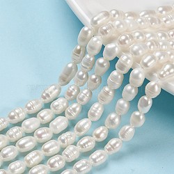 Natural Cultured Freshwater Pearl Beads Strands, Rice, Seashell Color, 7.5~9.5x5.5~6.5mm, Hole: 0.7mm, about 24~25pcs/strand, 7.56 inch~7.76 inch(19.2cm~19.7)(PEAR-N012-05G)