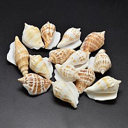 Natural Conch Shell Beads, Goldenrod, 30~55x20~35mm, Hole: 1~2mm, about 60~90pcs/500g(BSHE-O007-57)