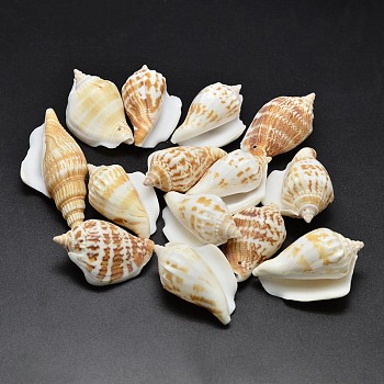 Natural Conch Shell Beads, Goldenrod, 30~55x20~35mm, Hole: 1~2mm, about 60~90pcs/500g