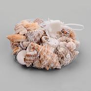 Sea Shell Beads, No Hole, Natural Color, Mixed Style, 12~56x10~61x8~25mm(SSHEL-Q300-015)