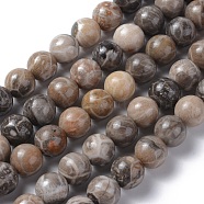 Natural Fossil Coral Beads Strands, Round, 10mm, Hole: 1mm(G-G212-10mm-31)