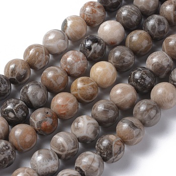 Natural Fossil Coral Beads Strands, Round, 10mm, Hole: 1mm