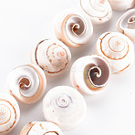 Natural Spiral Shell Bead Strands, Antique White, 15~18x8~15mm, Hole: 0.8mm, about 11pcs/strand, 7.09 inch(18cm)(X-SSHEL-N034-106)