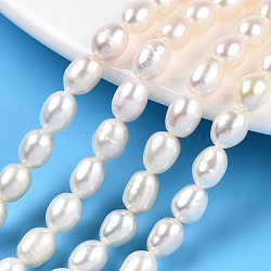 Natural Cultured Freshwater Pearl Beads Strands, Rice, Seashell Color, 6.8~7.5x5.5~6mm, Hole: 0.7~0.8mm, about 24~25pcs/strand, 7.09 inch(18cm)(PEAR-N012-05M)