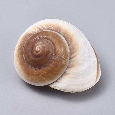 Large Natural Hermit Crab Shells(DJEW-WH0007-12)-1
