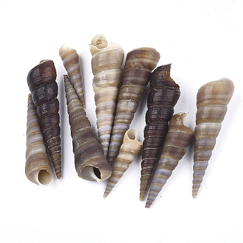 Spiral Shell Beads, Turritella Shell, Undrilled/No Hole Beads, Coconut Brown, 32~67x8.5~16.5x9~17mm