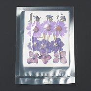 Pressed Dried Flowers, for Cellphone, Photo Frame, Scrapbooking DIY and Resin Art Floral Decors, Flower Pattern, 130x100x0.8mm(X-DIY-H153-A07)