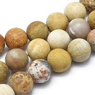 Natural Fossil Coral Beads Strands, Frosted, Round, 8mm, Hole: 1.2mm, about 47pcs/strand, 14.9 inch(38cm)(G-I254-01B)