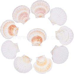 Natural Shell Display Decorations, Shells Crafts, Seashell Color, 90~100x100~112x29~35mm(SSHEL-WH0001-20)