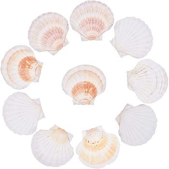 Natural Shell Display Decorations, Shells Crafts, Seashell Color, 90~100x100~112x29~35mm