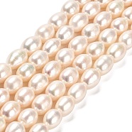 Natural Cultured Freshwater Pearl Beads Strands, Rice, Grade AAAAA, Seashell Color, 9.5~10x8~9mm, Hole: 0.6mm, about 37~38pcs/strand, 14.76~15.16''(37.5~38.5cm)(PEAR-E016-193)