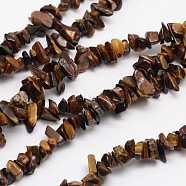 Chips Natural Tiger Eye Beads Strands, 3~8x3~12x3~5mm, Hole: 1mm, about 32 inch(G-N0164-66)